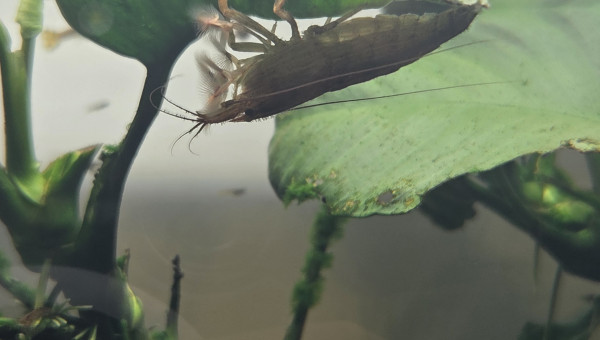 Crevette cuivré bambou