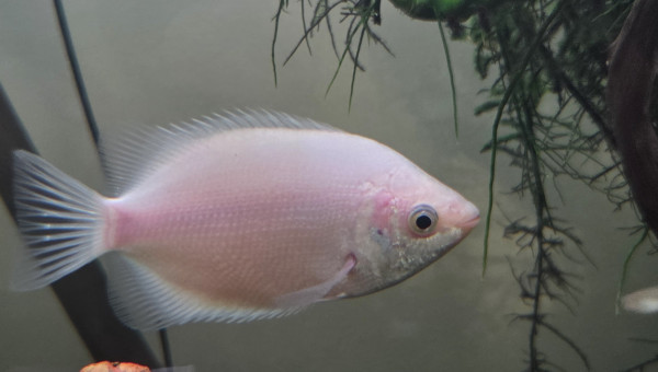 Gourami kissing