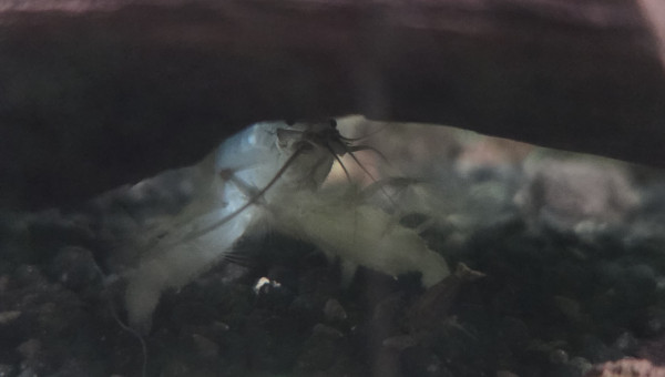 Crevette bleu gabonensis