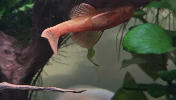 Ancistrus gold femelle