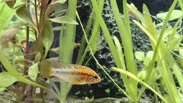 Les habitants sont arrivés !