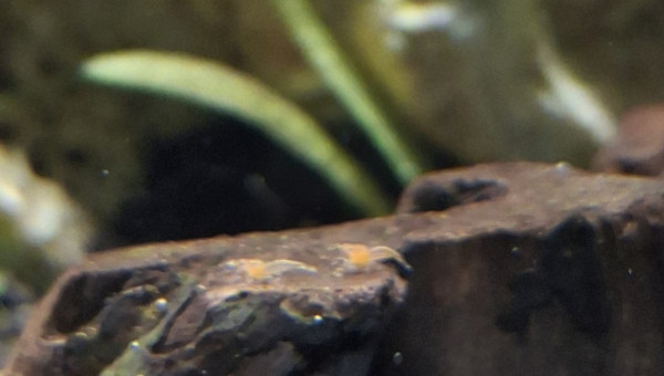 Les petits se promènent