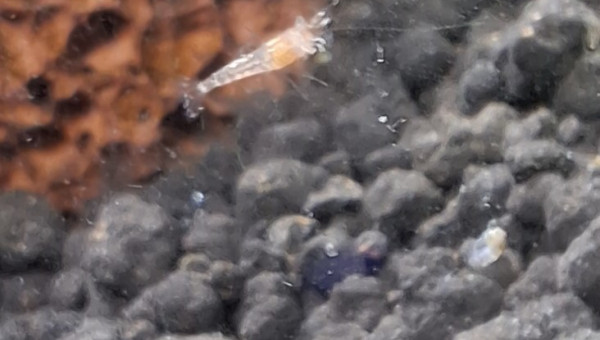 Les petits se promènent