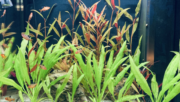 Bac amazonien bientôt sur la fin