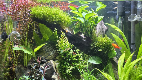 Après une petite taille...