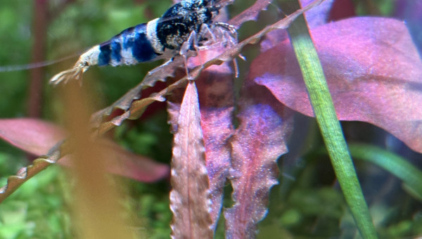 Caridina sp crazy blue
