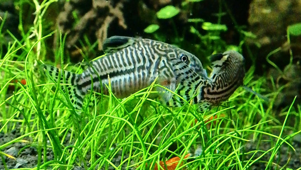 Corydoras - fraie
