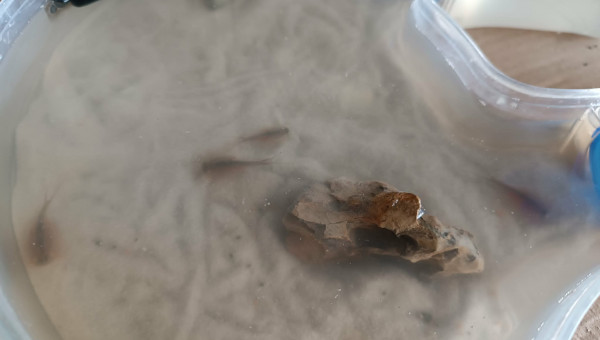 Photos de quelques uns de mes triops