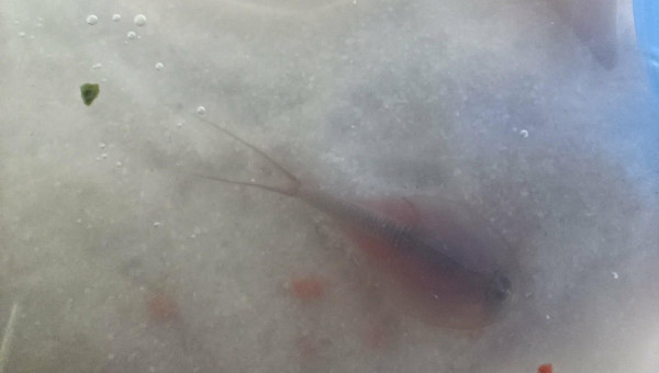Photos de quelques uns de mes triops