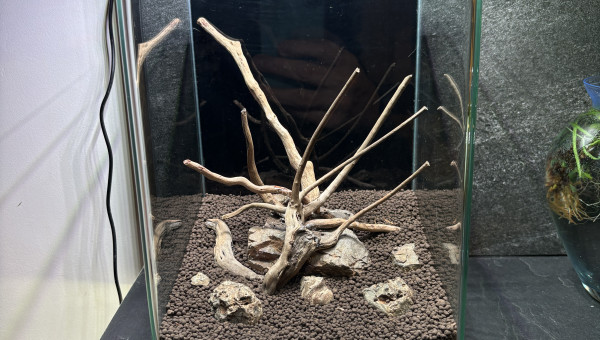 La nature n'est pas morte