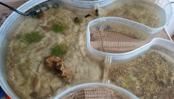 Évolution du bac de mes petits triops