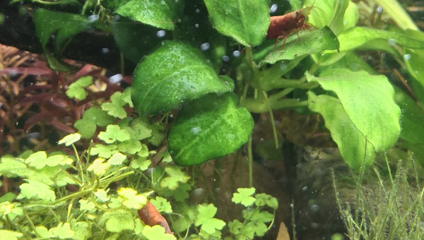 Arrivée du dernier Botia kubotai