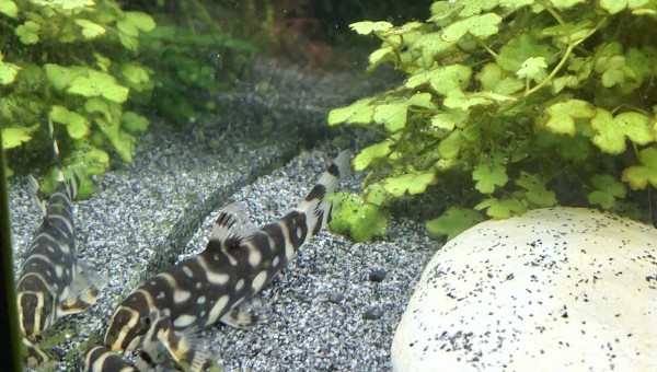 Arrivée du dernier Botia kubotai