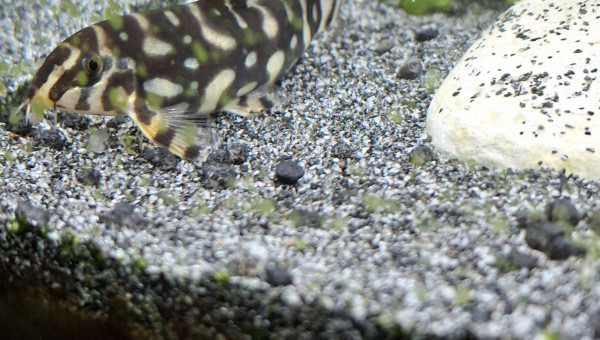 Arrivée du dernier Botia kubotai