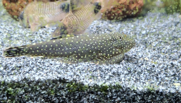 Arrivée du dernier Botia kubotai