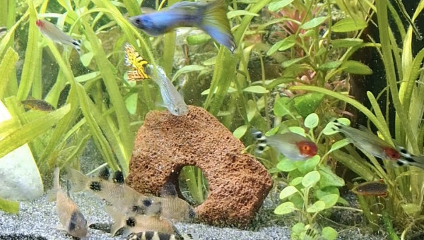 Arrivée du dernier Botia kubotai