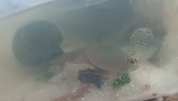 Miettes d’épinard !