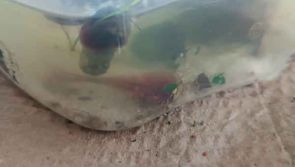 Miettes d’épinard !