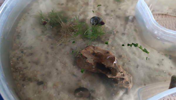 Miettes d’épinard !