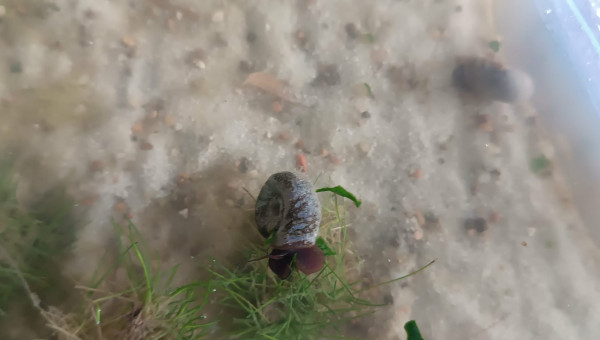 Miettes d’épinard !