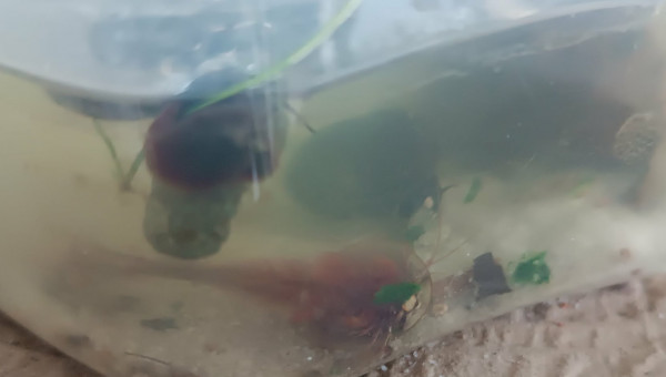 Le glouton en action !