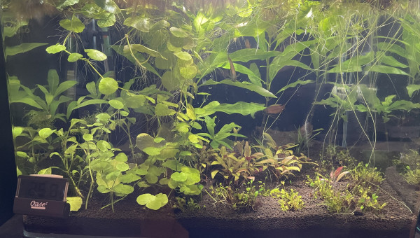 Arrivée des Trichogaster chuna