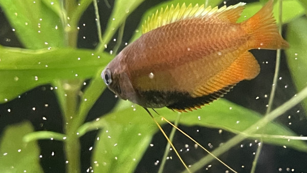 Arrivée des Trichogaster chuna