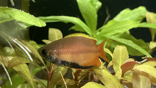 Arrivée des Trichogaster chuna