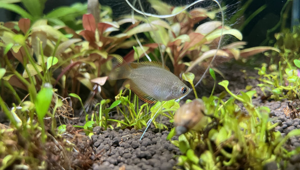 Arrivée des Trichogaster chuna