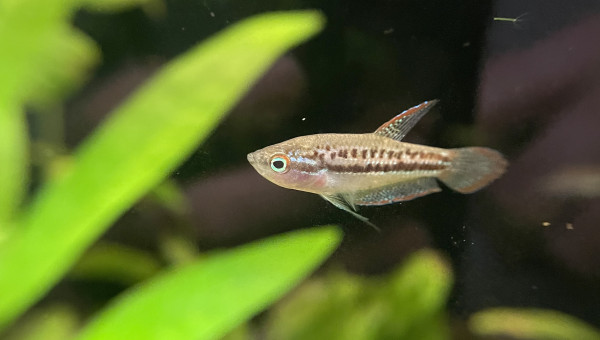 Je confirme que les Trichopsis pumila font du bruit ;-) c’est assez marrant