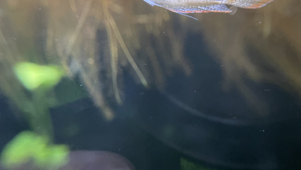 Je confirme que les Trichopsis pumila font du bruit ;-) c’est assez marrant