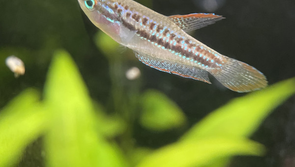 Je confirme que les Trichopsis pumila font du bruit ;-) c’est assez marrant