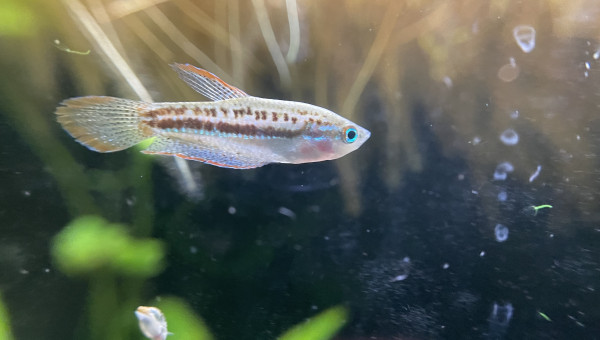 Je confirme que les Trichopsis pumila font du bruit ;-) c’est assez marrant