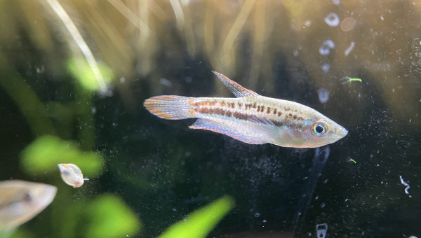 Je confirme que les Trichopsis pumila font du bruit ;-) c’est assez marrant