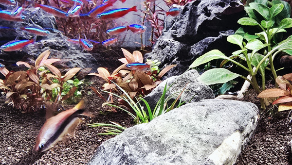 Début d'introduction de poisson cardinalis