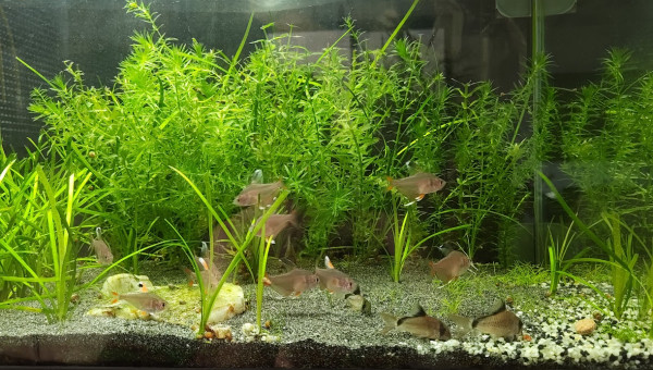 nouvelle conf, plus de souche et nouvelles plantes