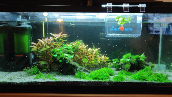 envahissement d'algues pinceaux