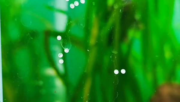 ponte de corydoras aeneus