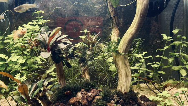 Ma p’tite jungle qui pousse ?