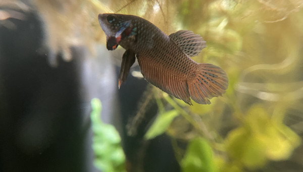 Nouveau mâle Betta smaragdina