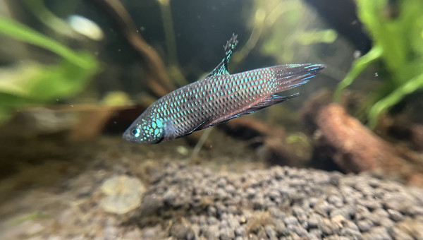 Nouveau mâle Betta smaragdina