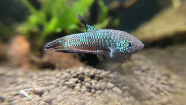 Nouveau mâle Betta smaragdina