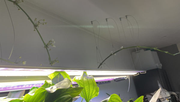 Jusqu’où vont aller les echinodorus à force ??? ?