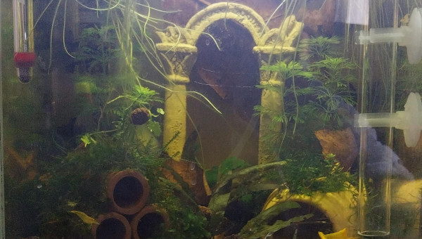 Nouvelle vie pour le monde de Birdo