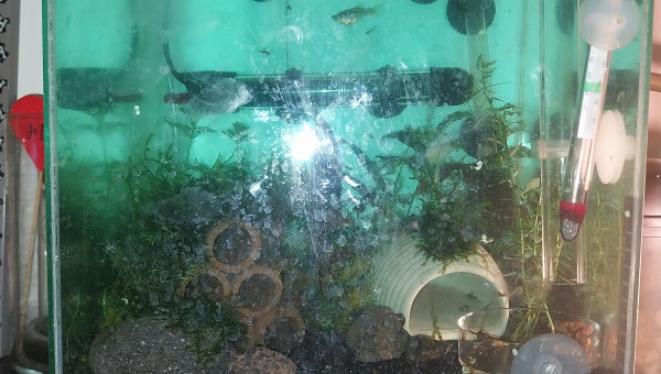 Evolution du monde Birdo