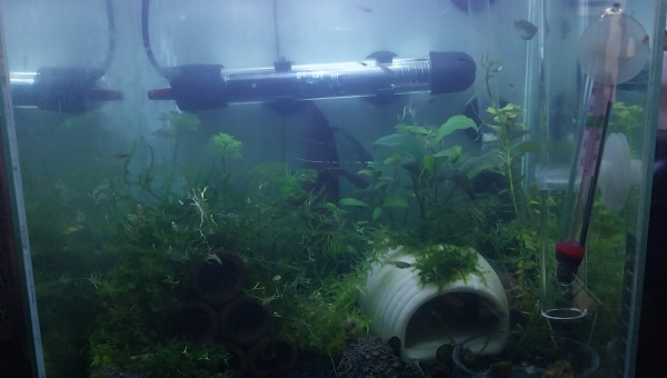 Evolution du monde Birdo