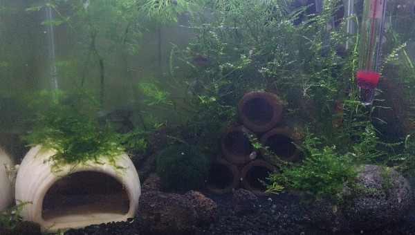 Evolution du monde Birdo