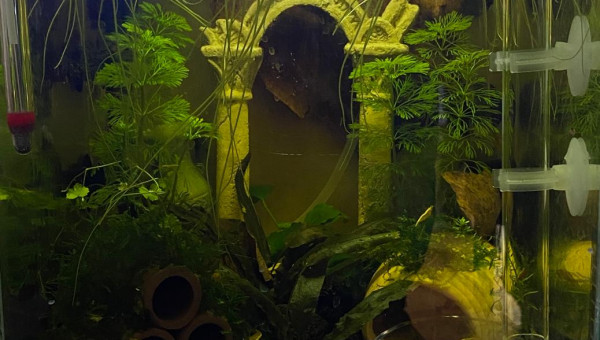 Evolution du monde Birdo