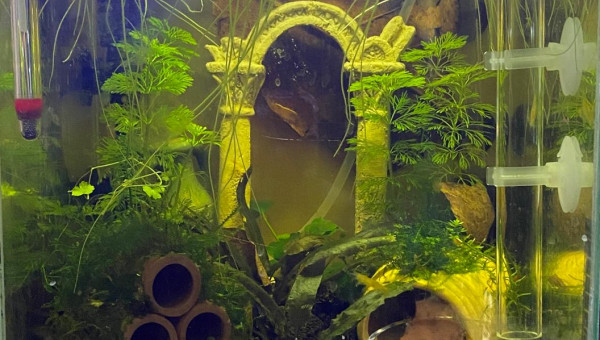 Evolution du monde Birdo