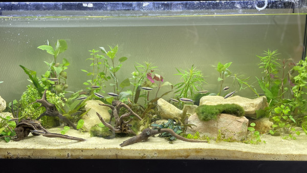 Quelques plantes en plus.